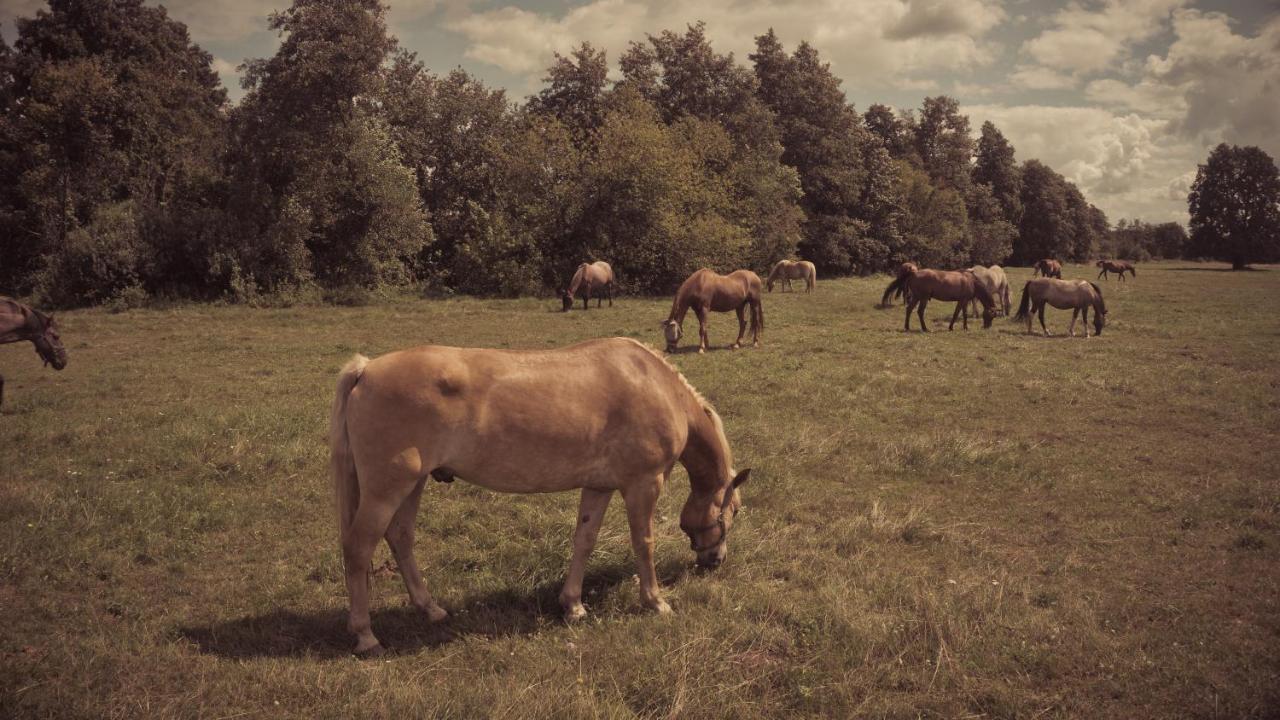 فيلا Masuria Warsaw Skrzeszew المظهر الخارجي الصورة